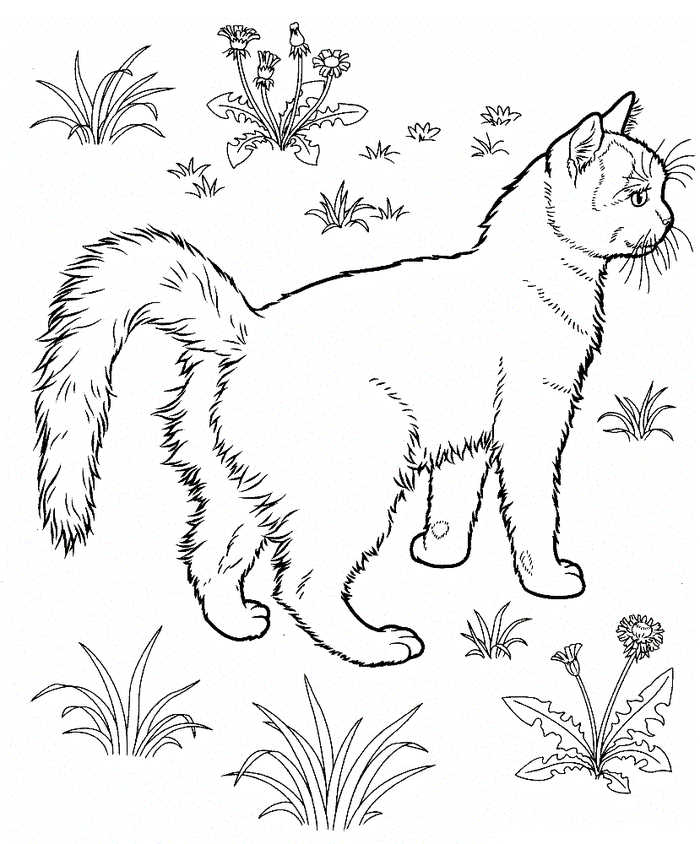 Cat Animal Coloring Pages
