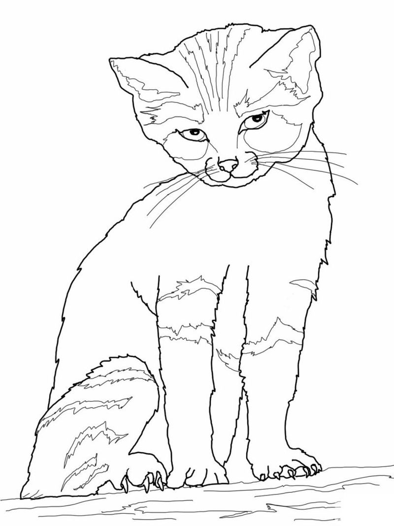 Cat Coloring Pages For Kids Printable