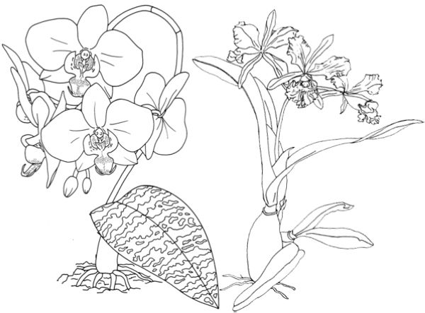 Cattleya and Phaleanopsis Orchids Coloring Page