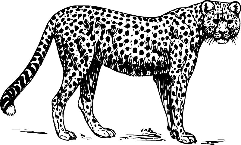 Cheetah Coloring Pages For Kids Printable