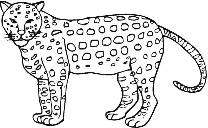 Cheetah Coloring Pages For Kids