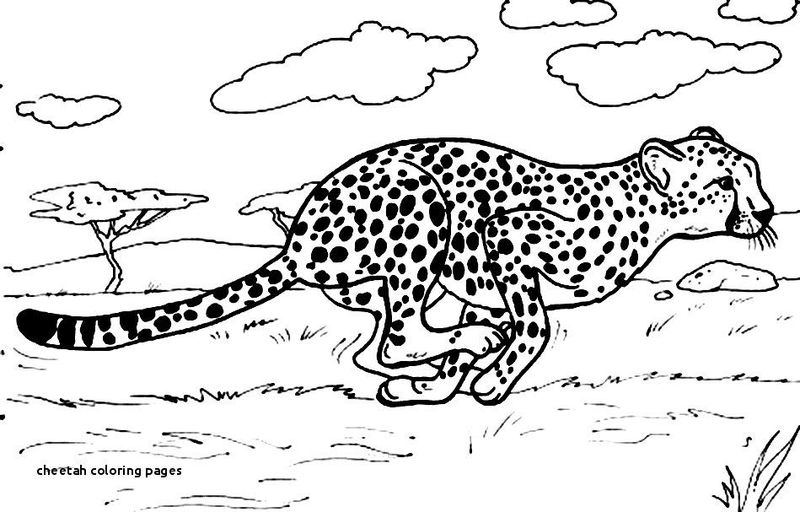 Cheetah Coloring Pages Free