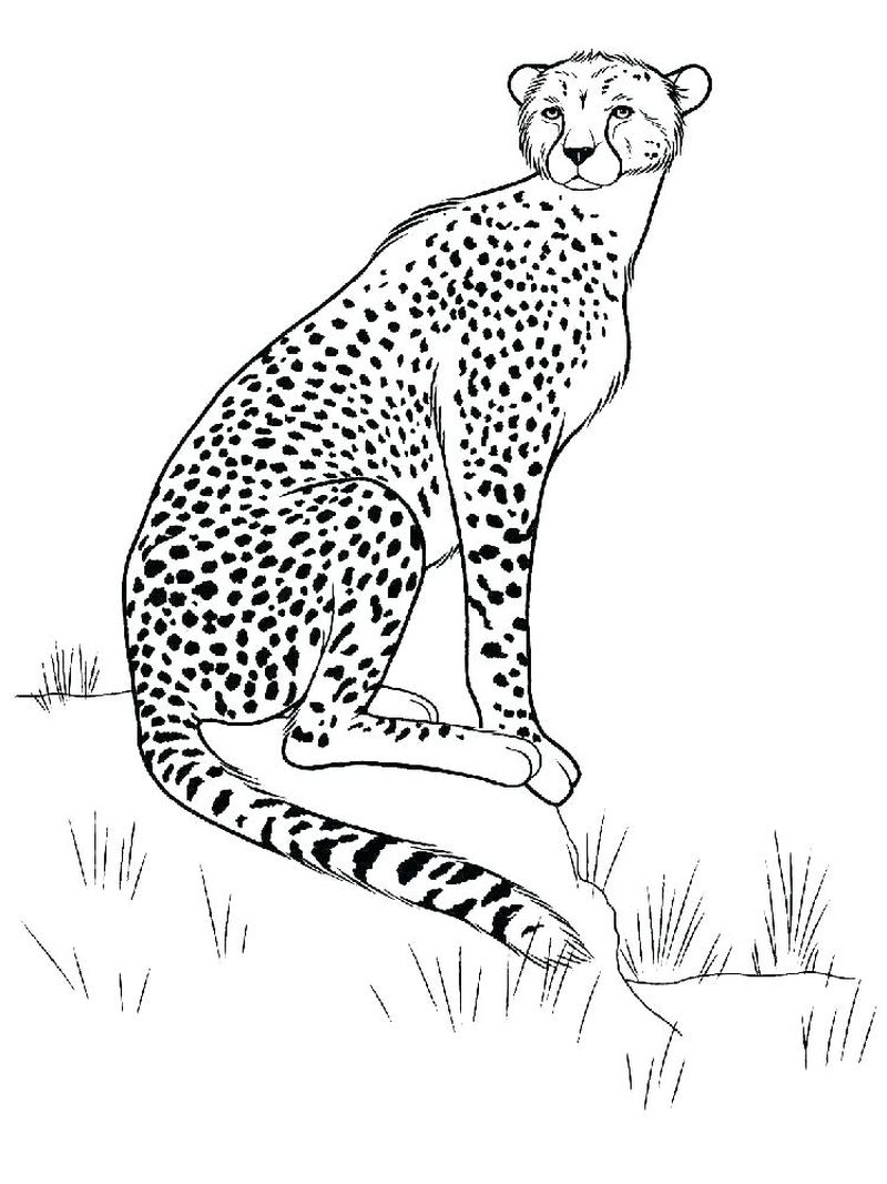 Cheetah Coloring Pages Online