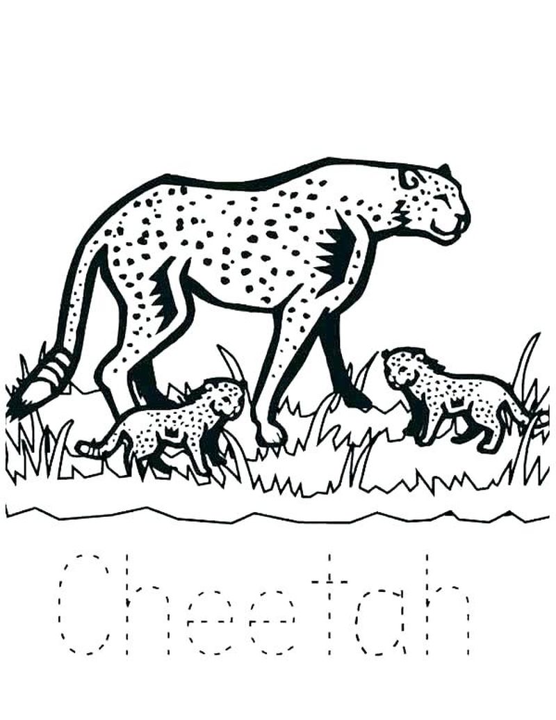 Cheetah Coloring Pages Print