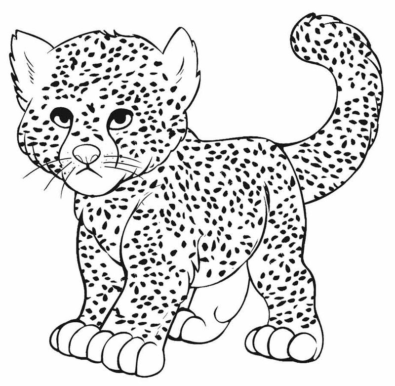 Cheetah Coloring Pages Printable