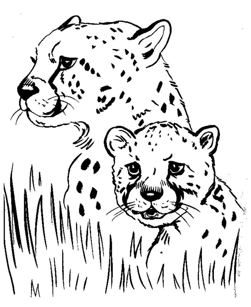 Cheetah Family Coloring Pages