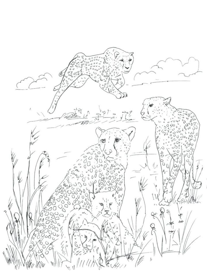 Cheetah Print Coloring Pages