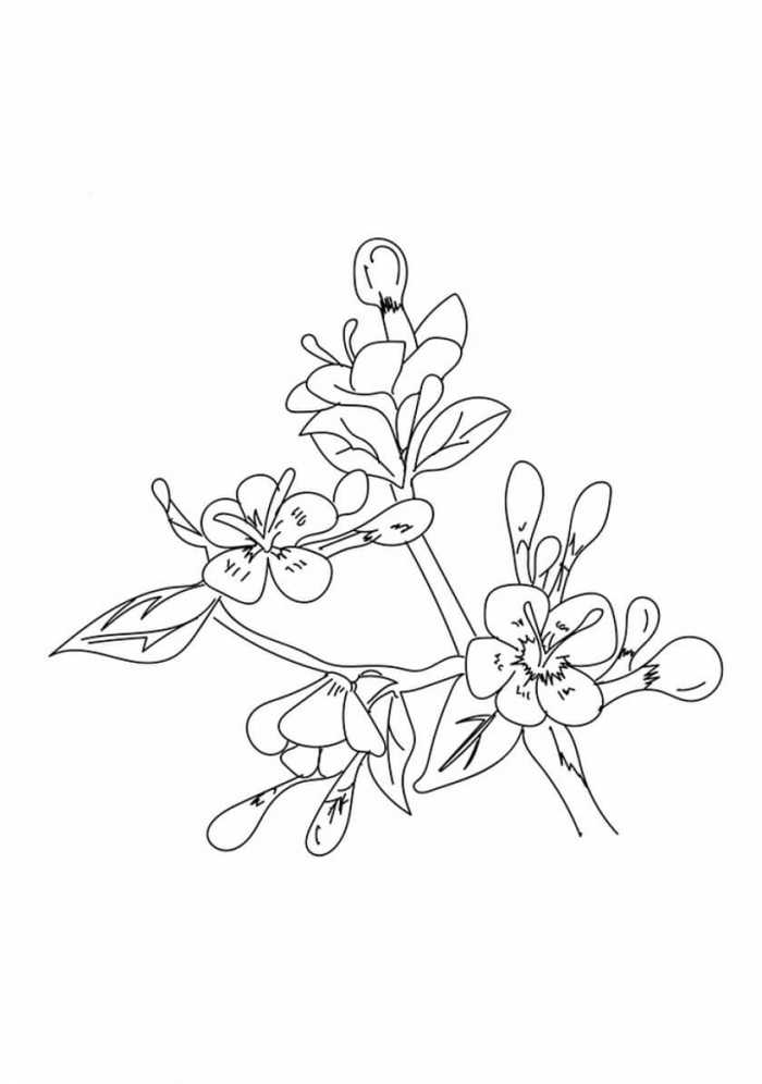 Cherry Blossom Flowers Coloring Pages