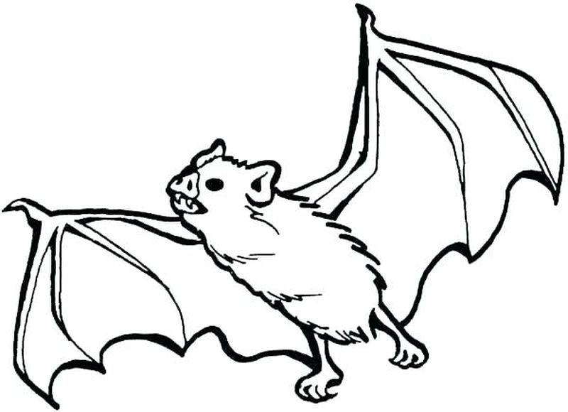 Coloring Pages A Bat Outline