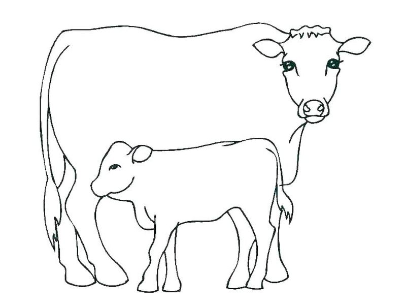 Coloring Pages A Cow Outline