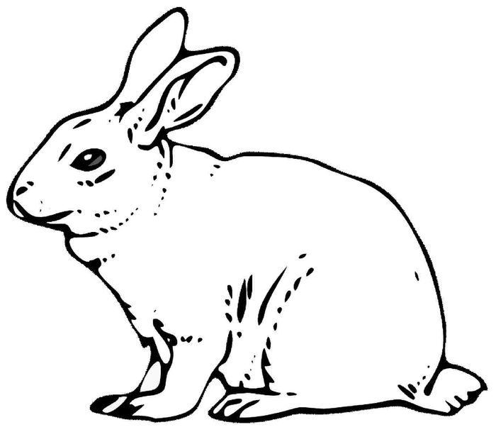 Printable Rabbit Coloring Pages PDF - Coloringfolder.com