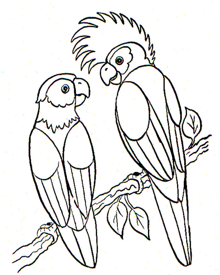 Coloring Pages Colored Bird Real How To Draw A Parrot