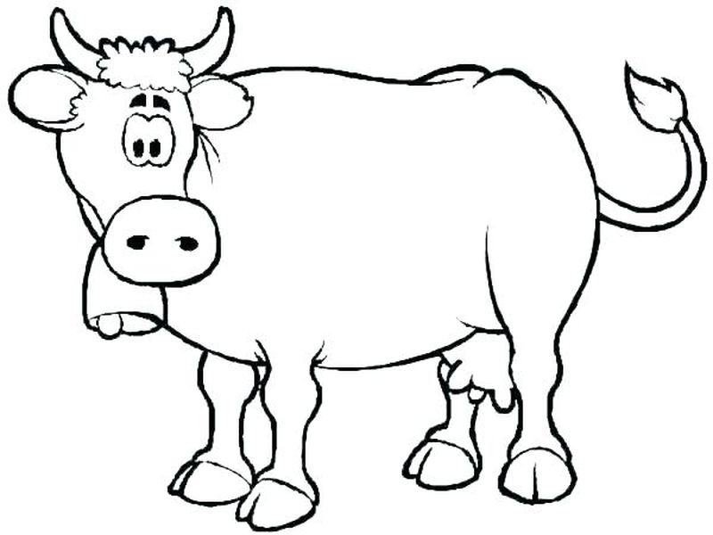 Coloring Pages Cow