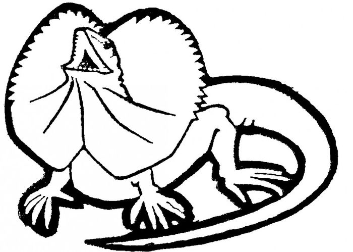 Coloring Pages Dragon Lizard