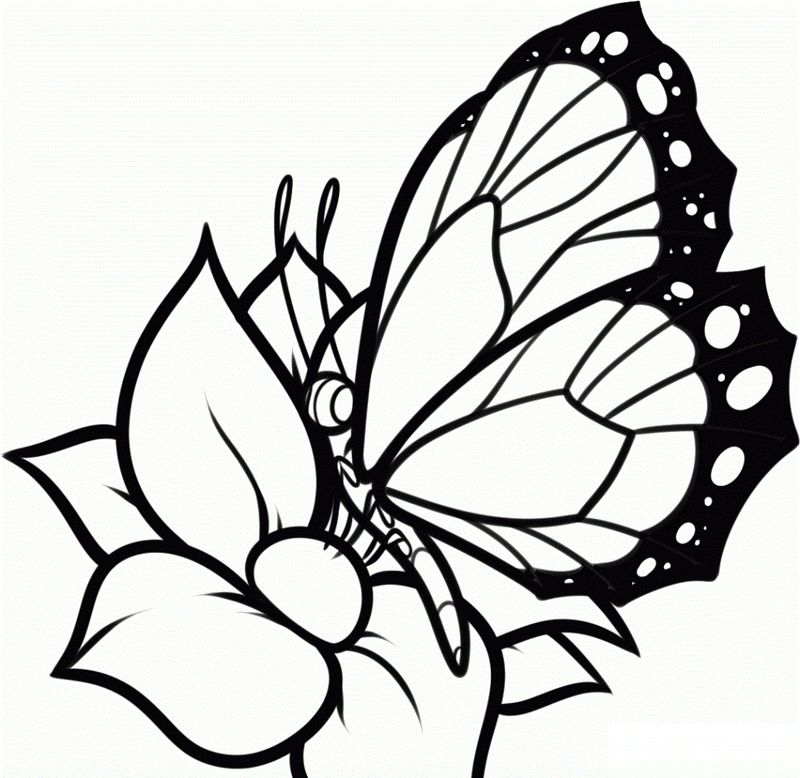 Coloring Pages Flowers and Butterflies