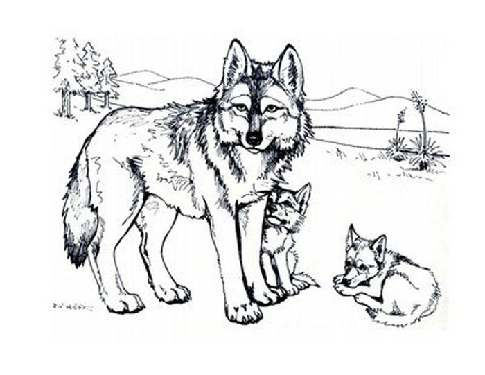 Coloring Pages For Adults Wolves
