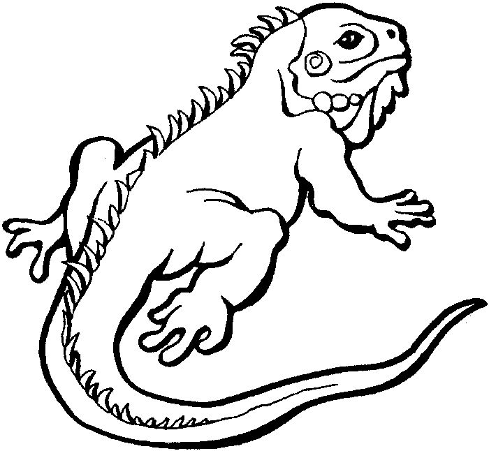 Coloring Pages Iguana Lizard