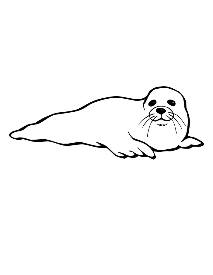 Coloring Pages Of A Baby Seal