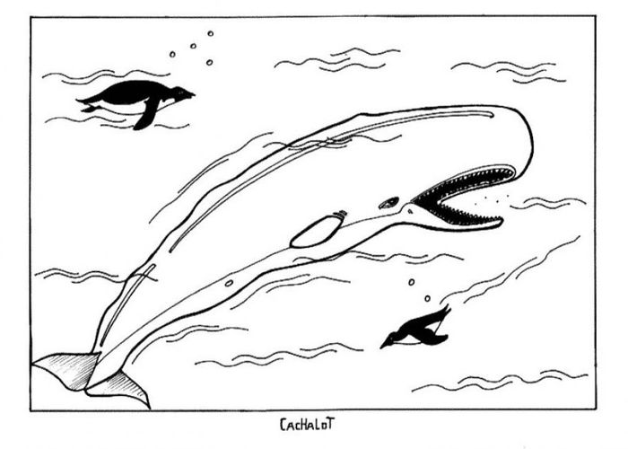 Coloring Pages Of A Beluga Whale