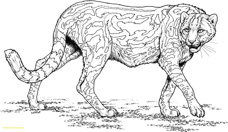 Coloring Pages Of Cheetah