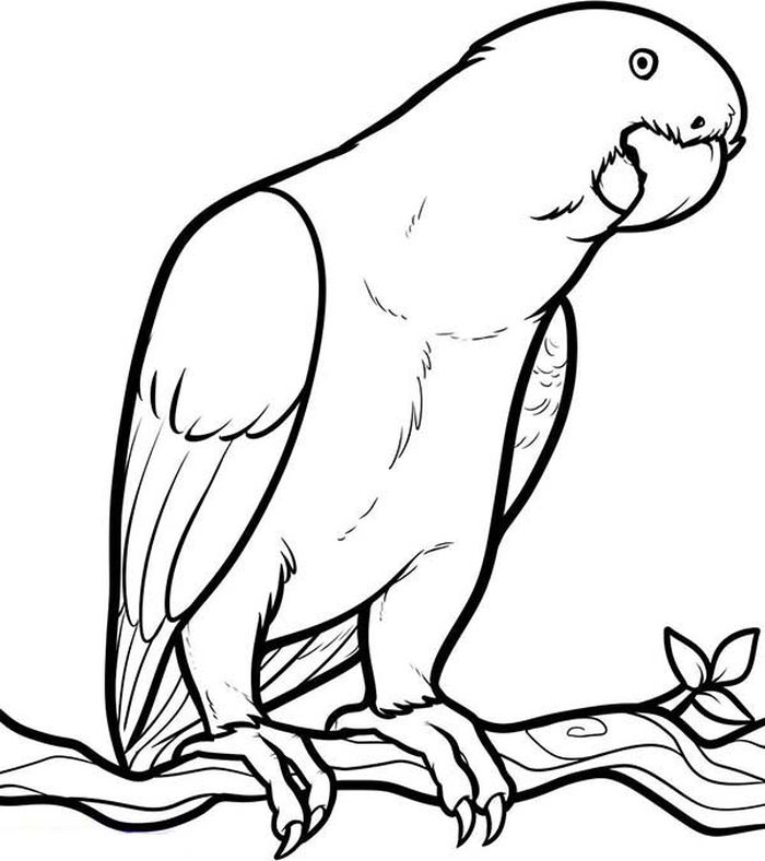 Coloring Pages Parrot