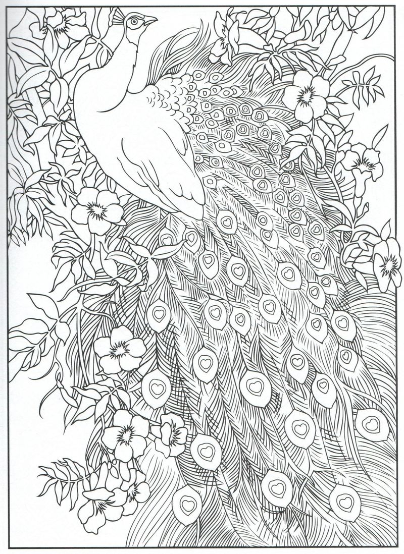 Coloring Pages Peacock Printable