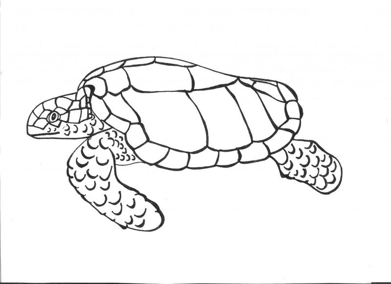 Coloring Pages Sea Turtle