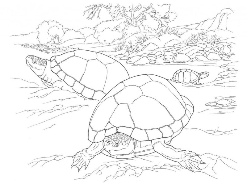 Coloring Pages Turtle