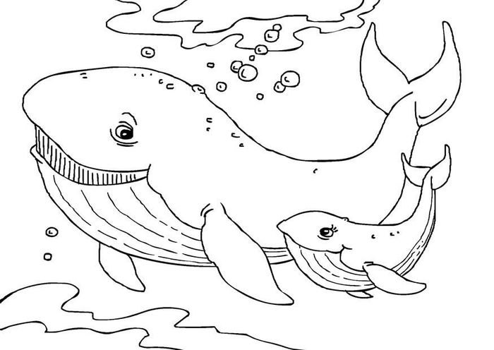 Coloring Pages Whale