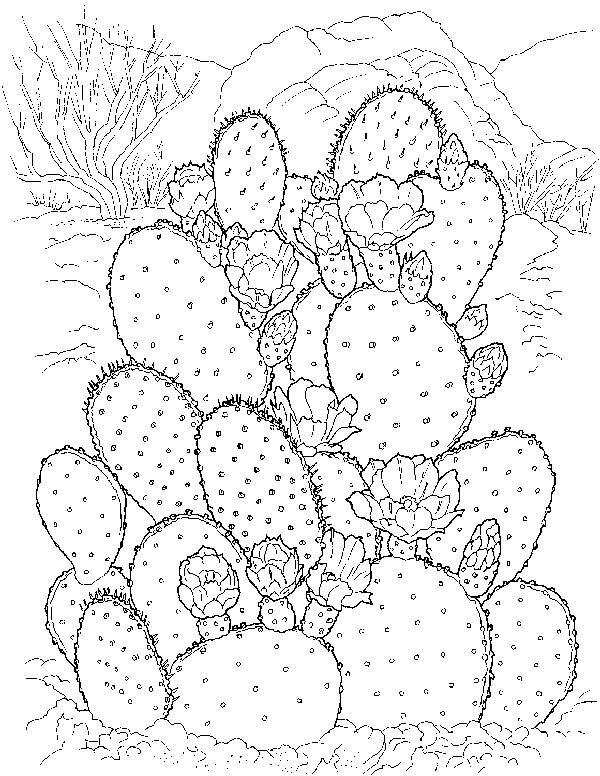 Coloring Pages of Cactus