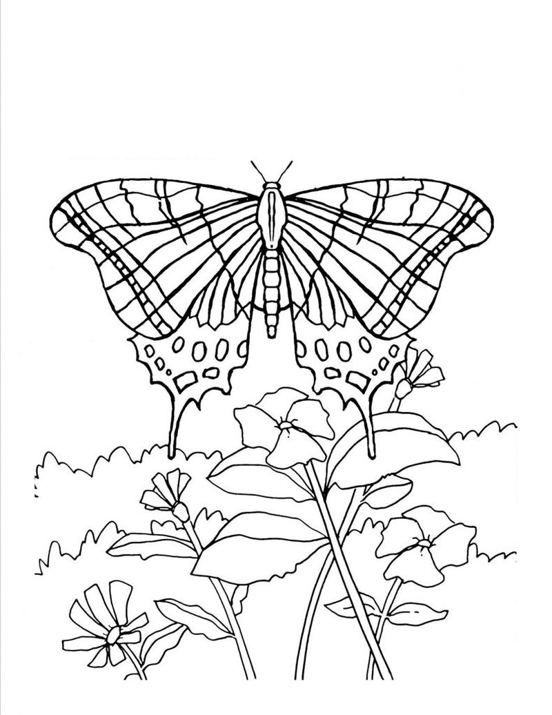 Coloring Pages of Flowers and Butterflies