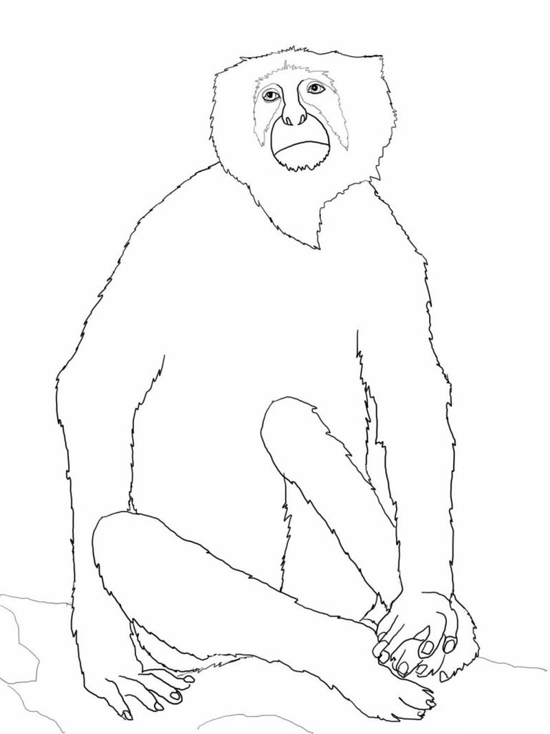 Coloring Pages of Monkeys For Kids