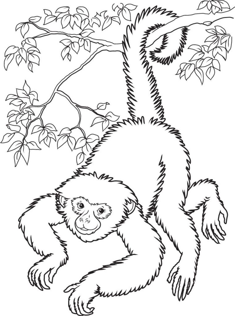 Coloring Pages of Monkeys To Print