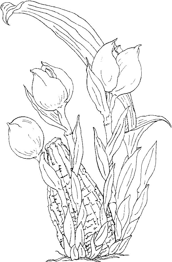 Coloring Pages of Tulip