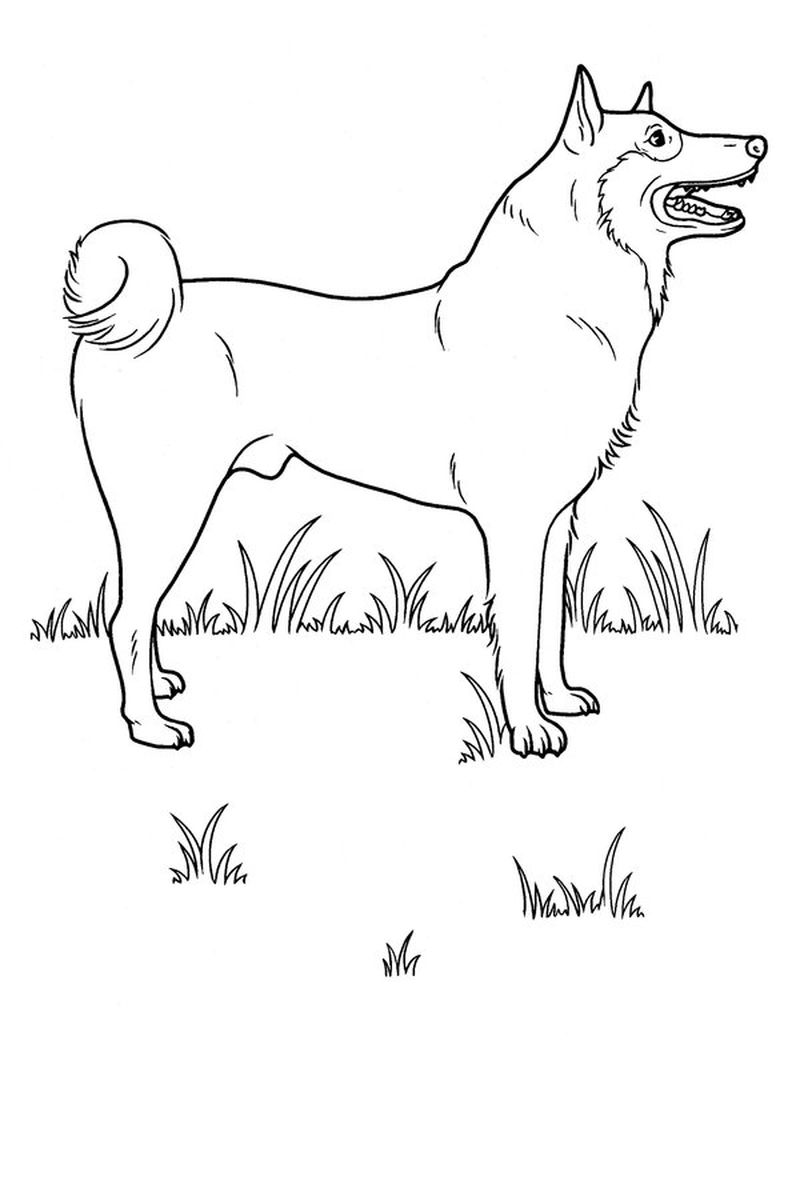 Coloring Pages of a Dog