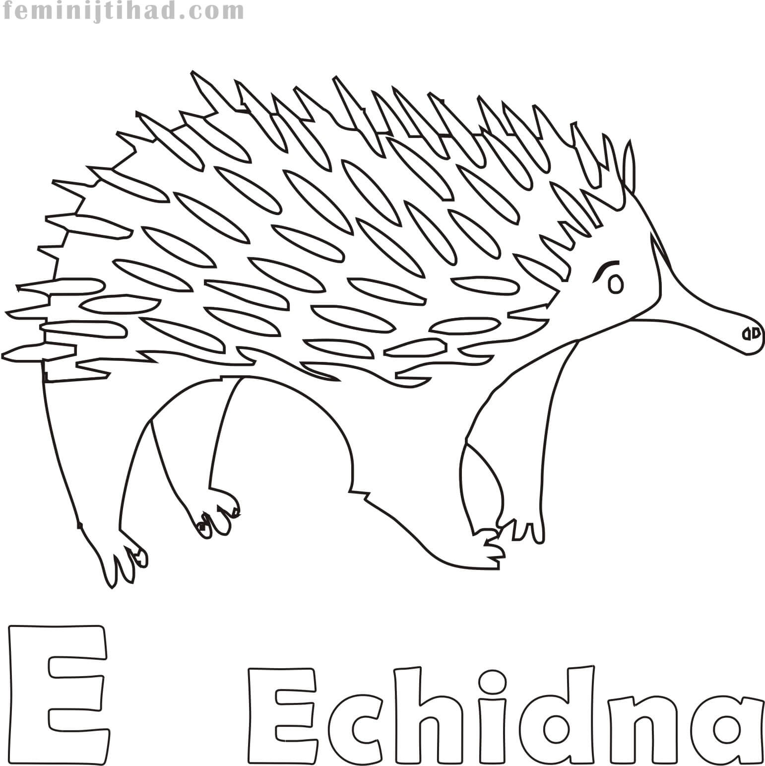 Coloring Free Echidna Page