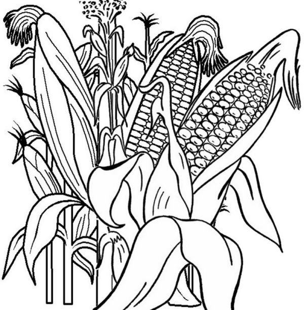 Corn Growth Cycle Coloring Page