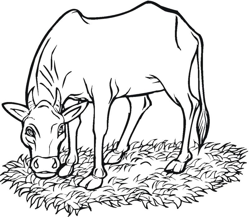 Cow And Calf Coloring Pages