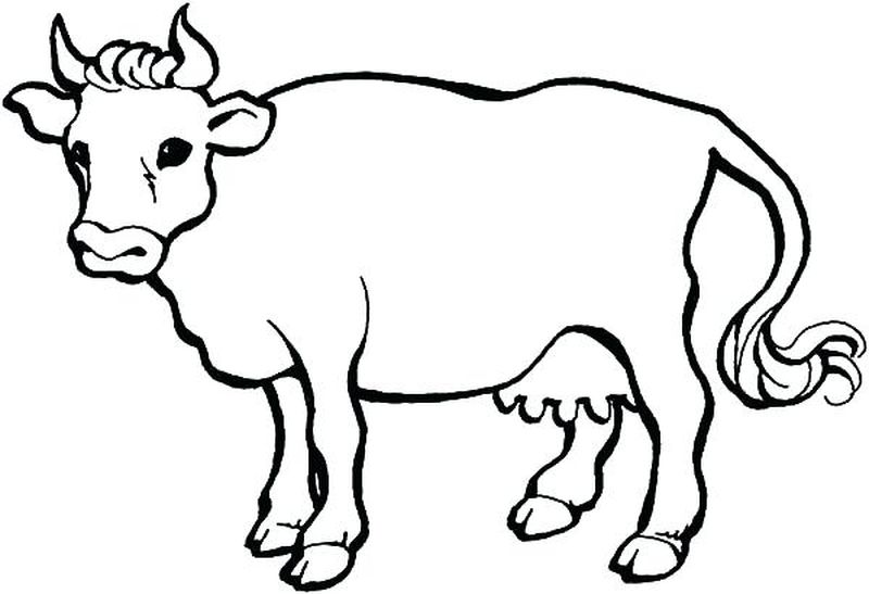 Cow Coloring Pages Kids