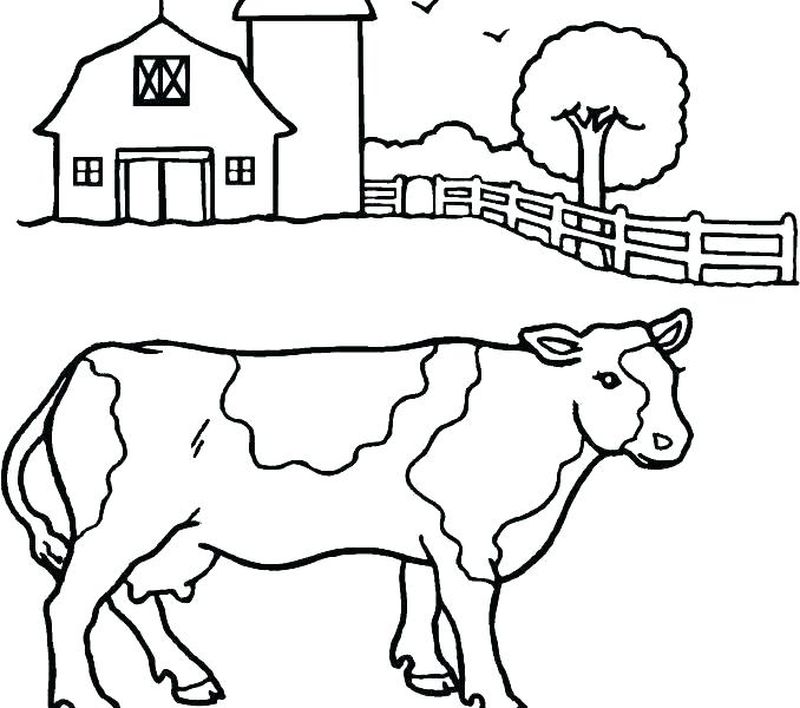 Cow Coloring Pages Pdf