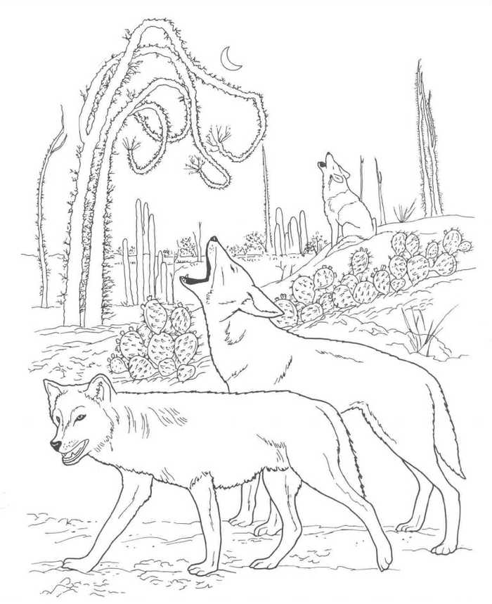 Coyote Animal Coloring Pages