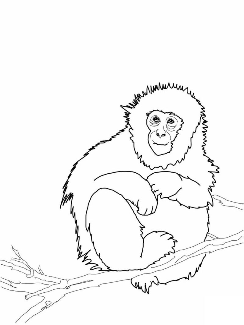Cute Monkey Coloring Sheet Printable