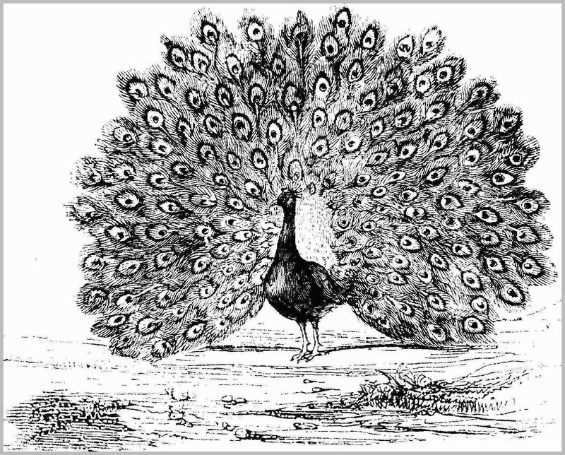 Cute Peacock Coloring Pages