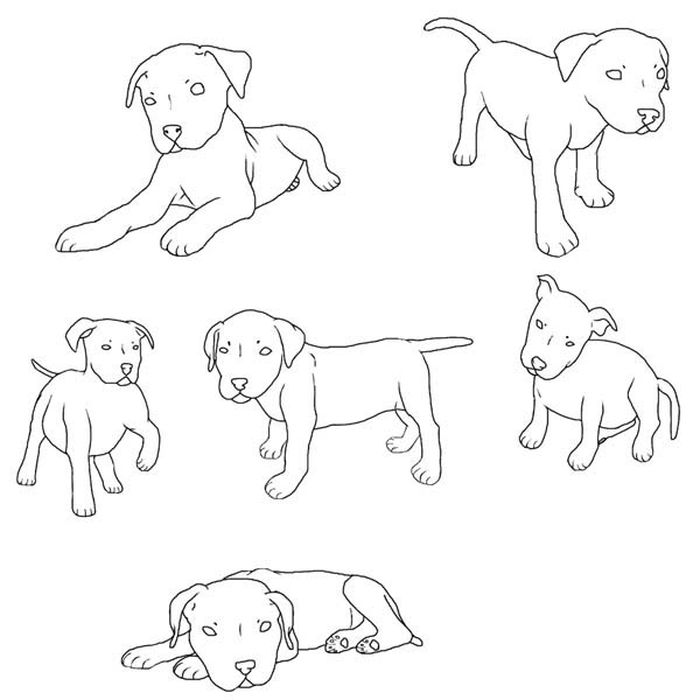 Cute Pitbull Coloring Pages Kids