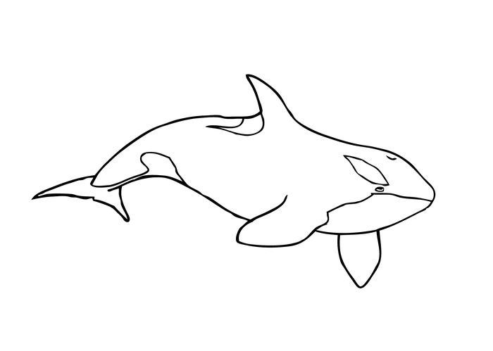 Cuties Coloring Pages Orca Whale