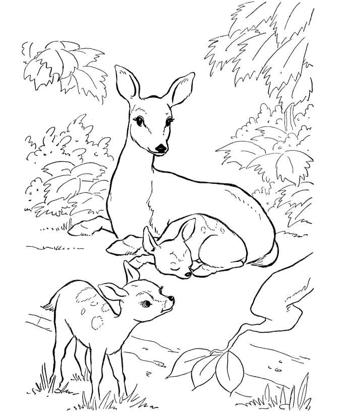Deer Animal Coloring Pages