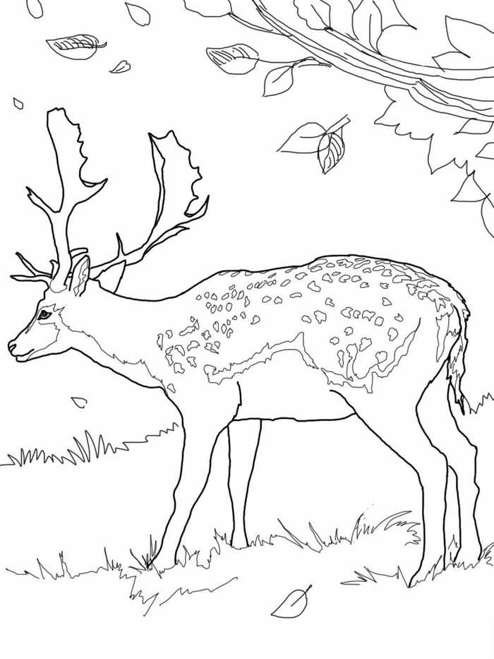 Deer Animal Coloring Pages 1