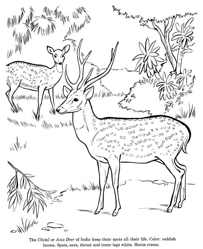 Deer Axia Animal Coloring Pages