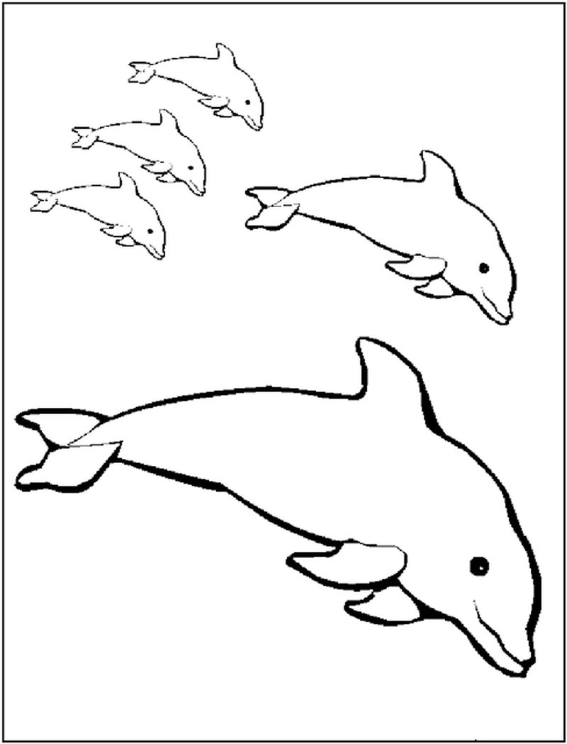 Dolphin Printable Coloring Pages