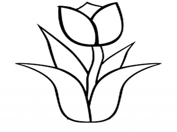 Drawn tulip coloring pages free